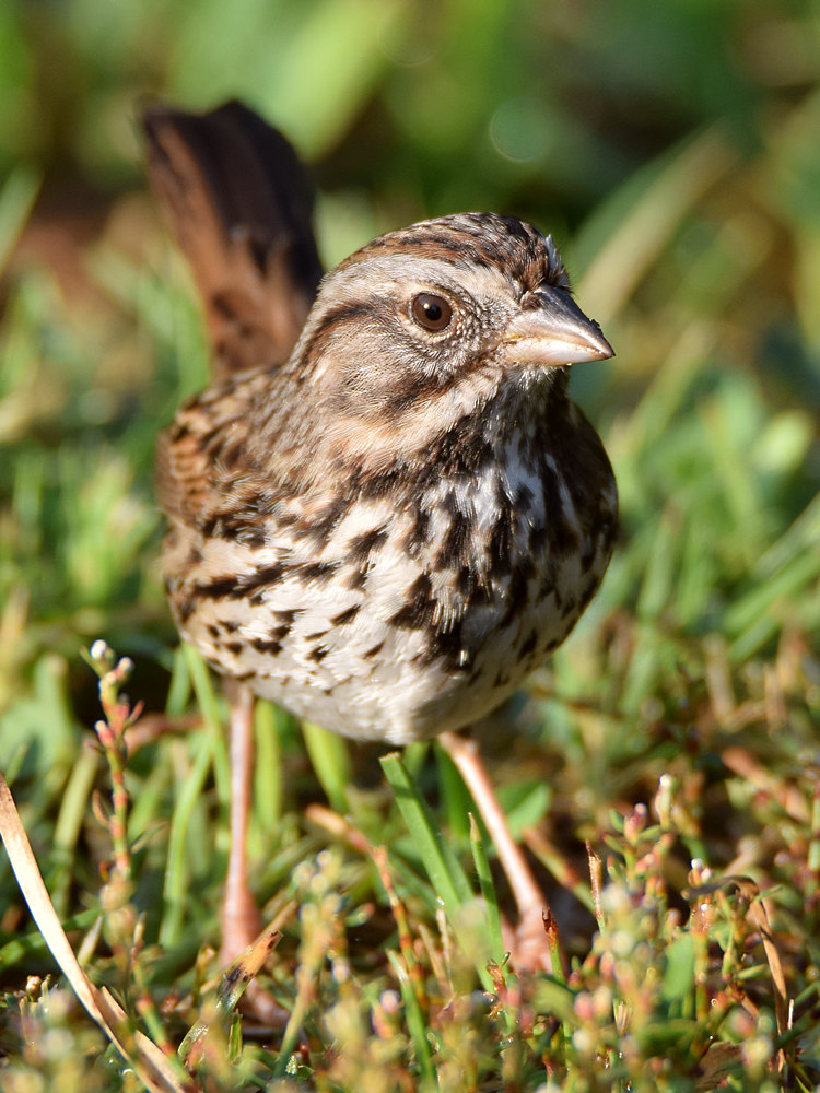 Sparrow.jpg