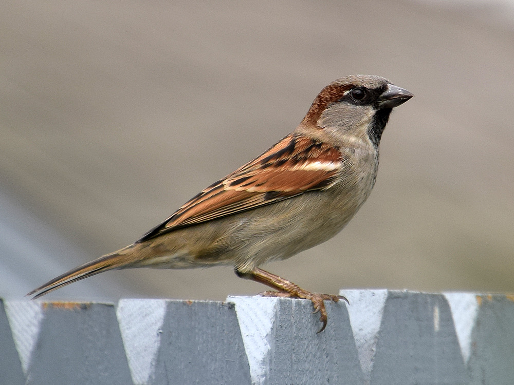 Sparrow.jpg
