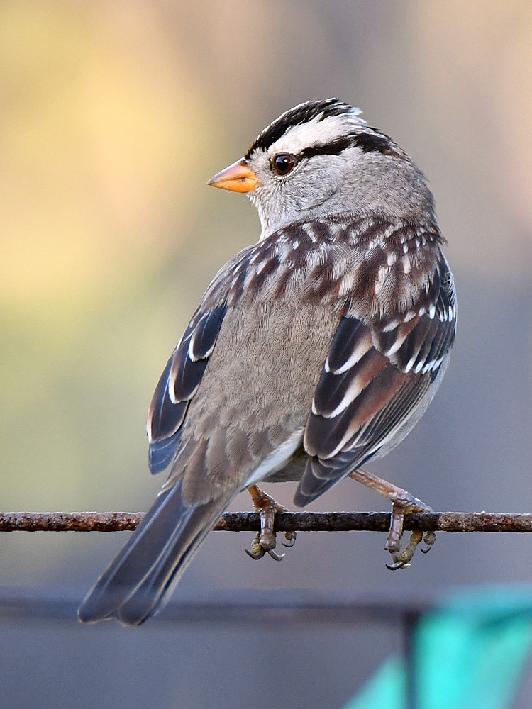 Sparrow.jpg