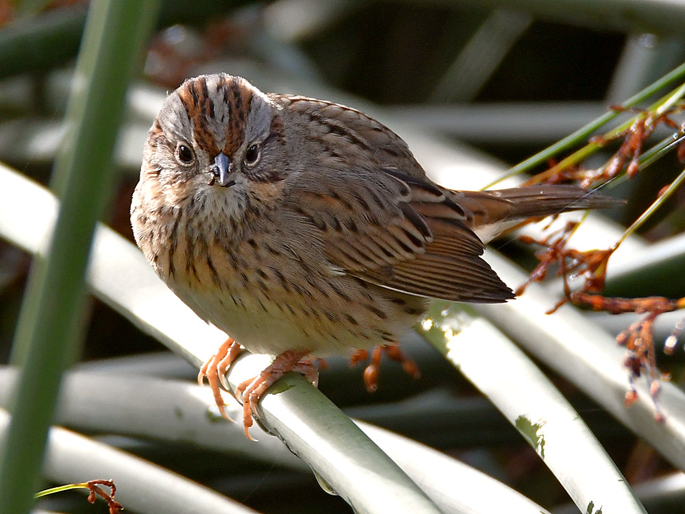 Sparrow.jpg