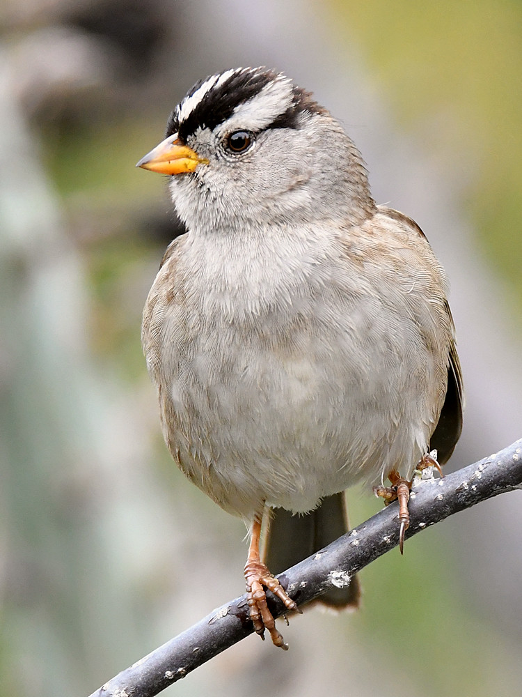 Sparrow.jpg