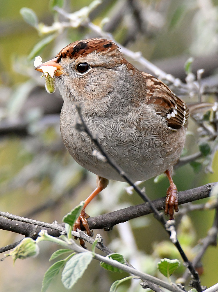 Sparrow.jpg