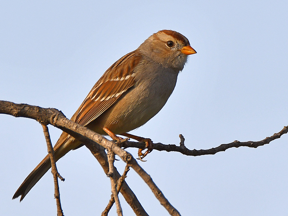 Sparrow.jpg