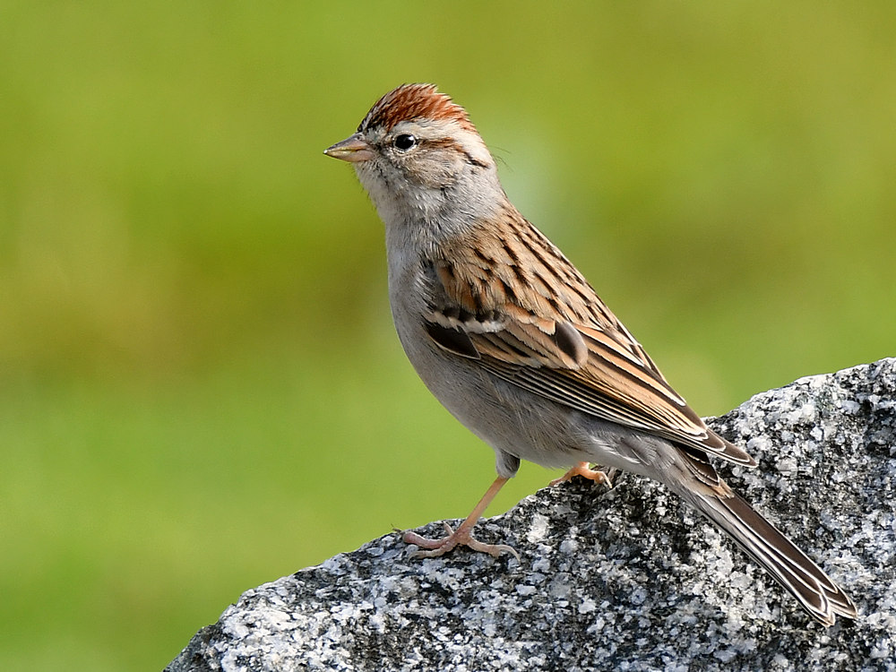 Sparrow.jpg