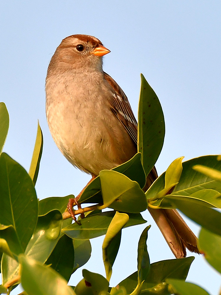 Sparrow.jpg