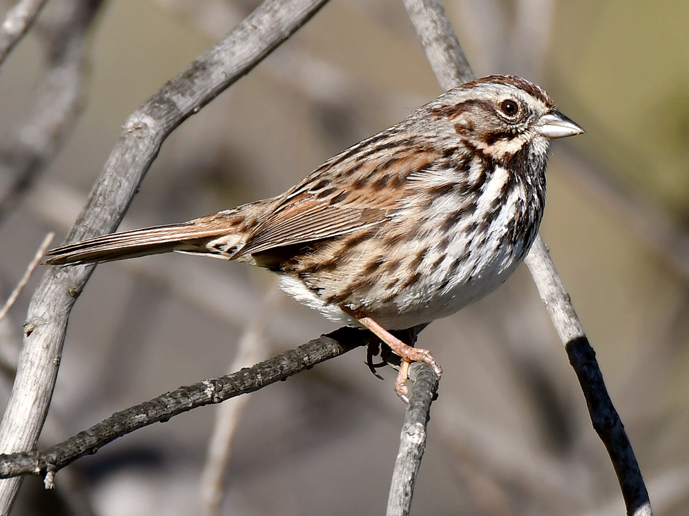 Sparrow.jpg