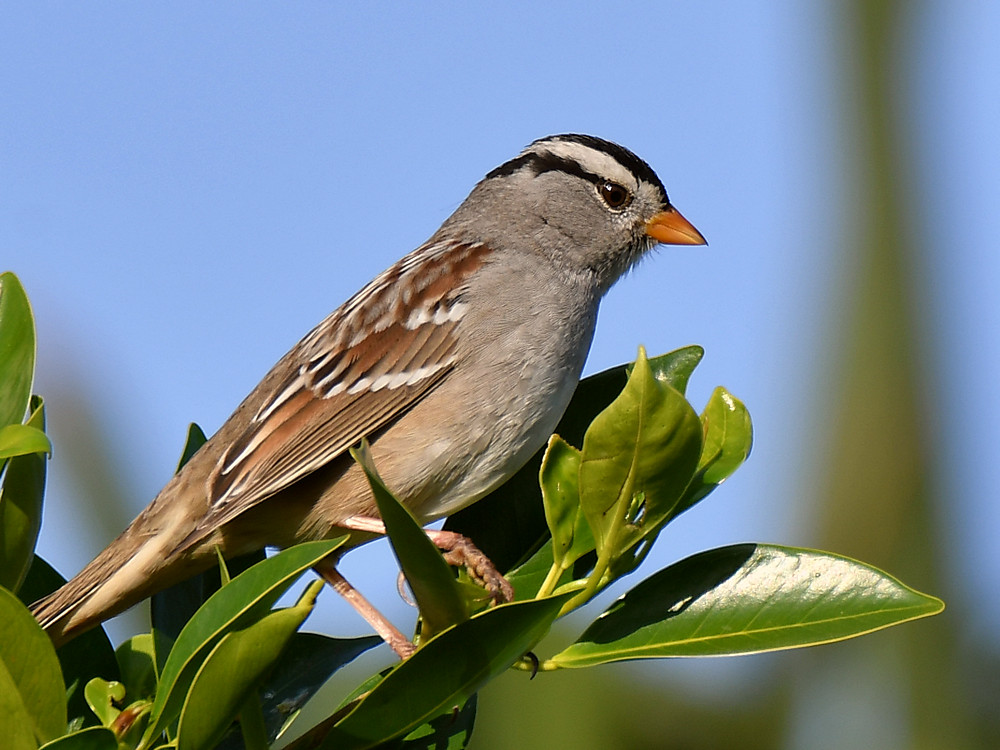 Sparrow.jpg