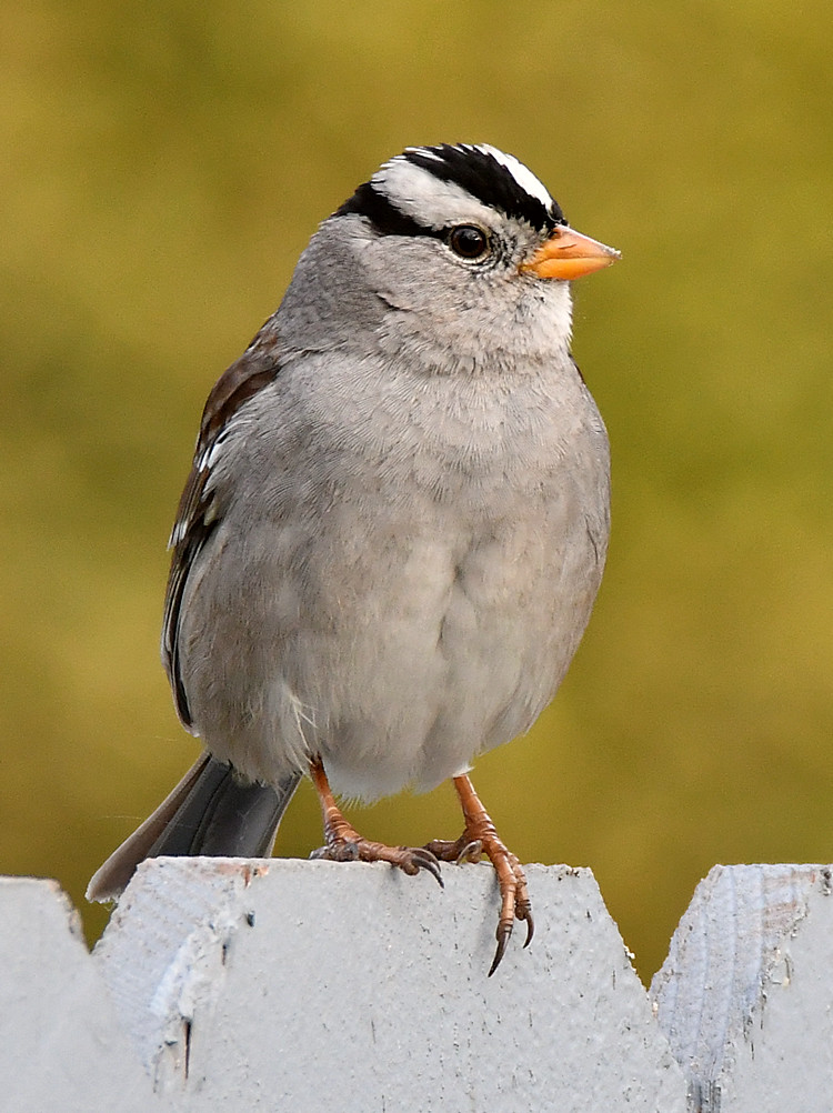 Sparrow.jpg