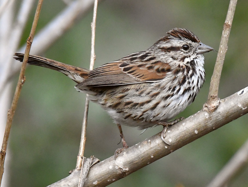 Sparrow.jpg