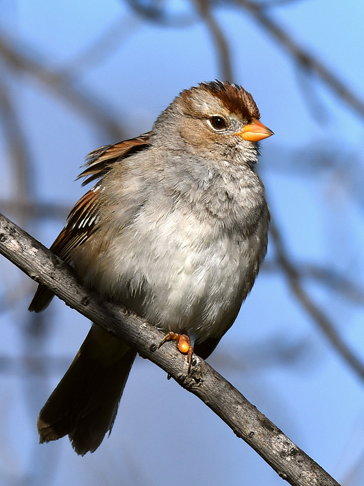 Sparrow.jpg