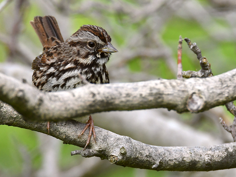 Sparrow.jpg