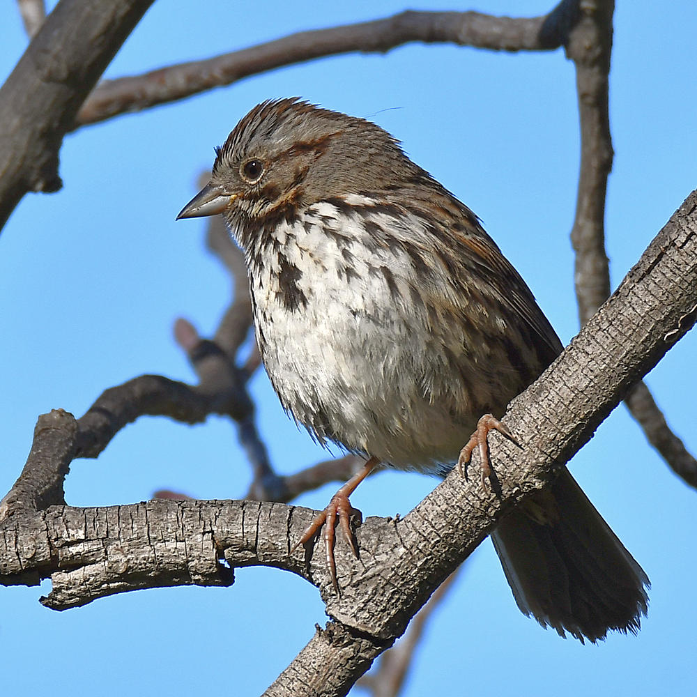 Sparrow.jpg