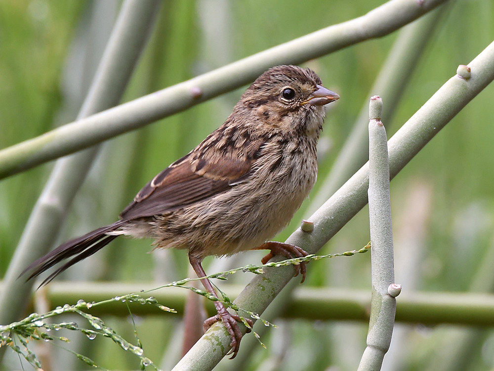 Sparrow.jpg