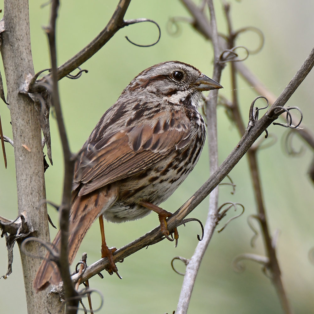 Sparrow.jpg
