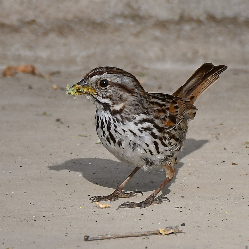 Sparrow.jpg