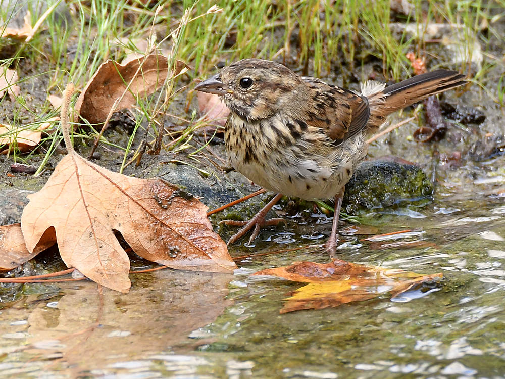 Sparrow.jpg