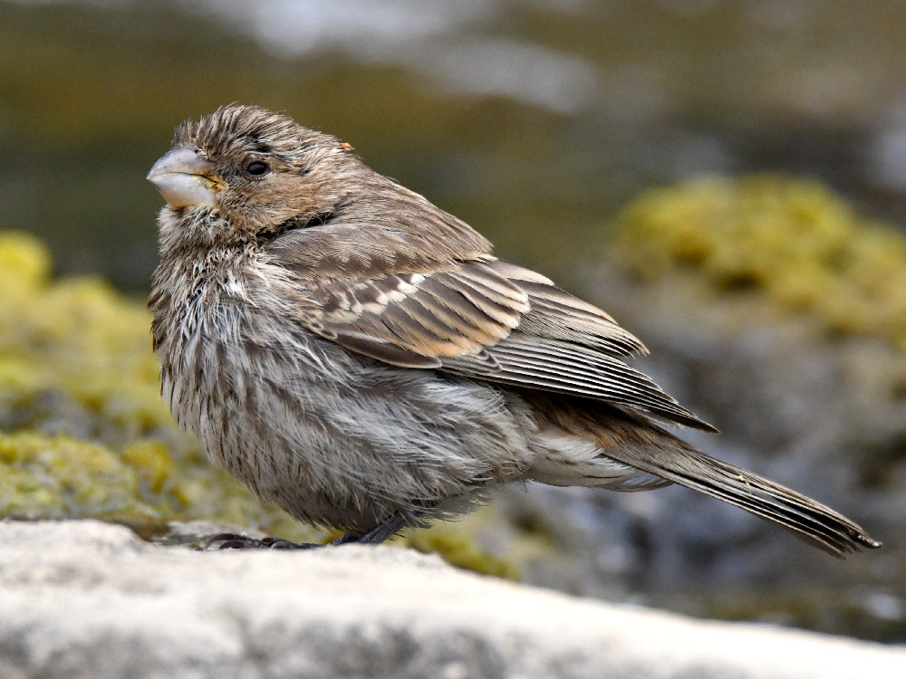 Sparrow.jpg