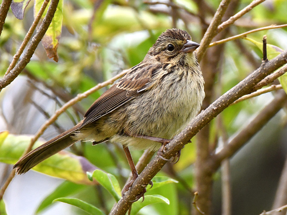 Sparrow.jpg