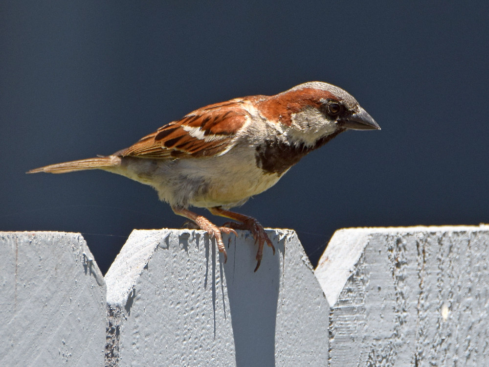 Sparrow.jpg