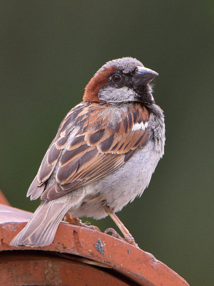 Sparrow.jpg