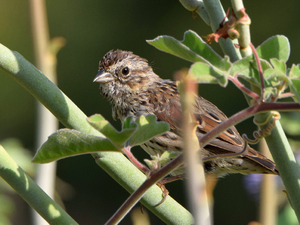 Sparrow.jpg