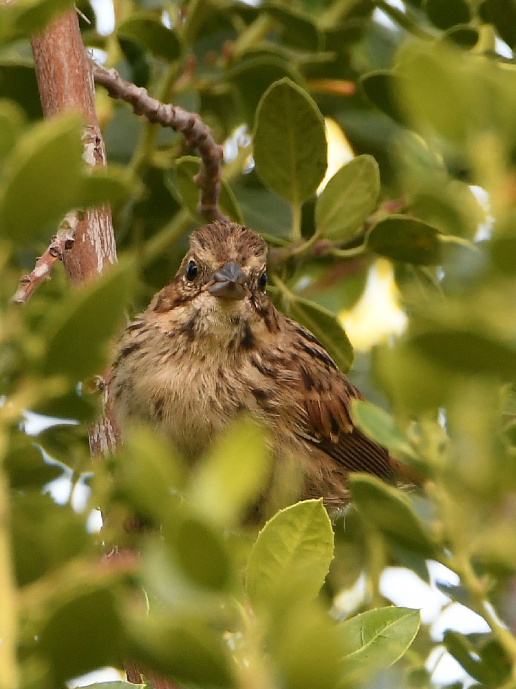 Sparrow.jpg