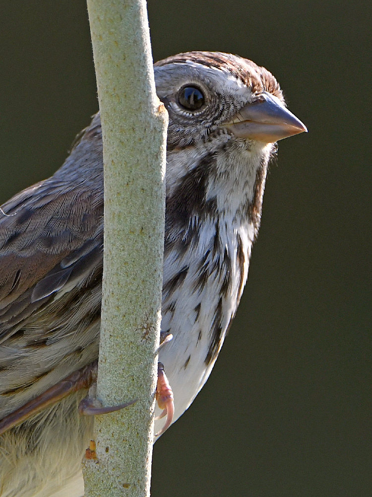 Sparrow.jpg