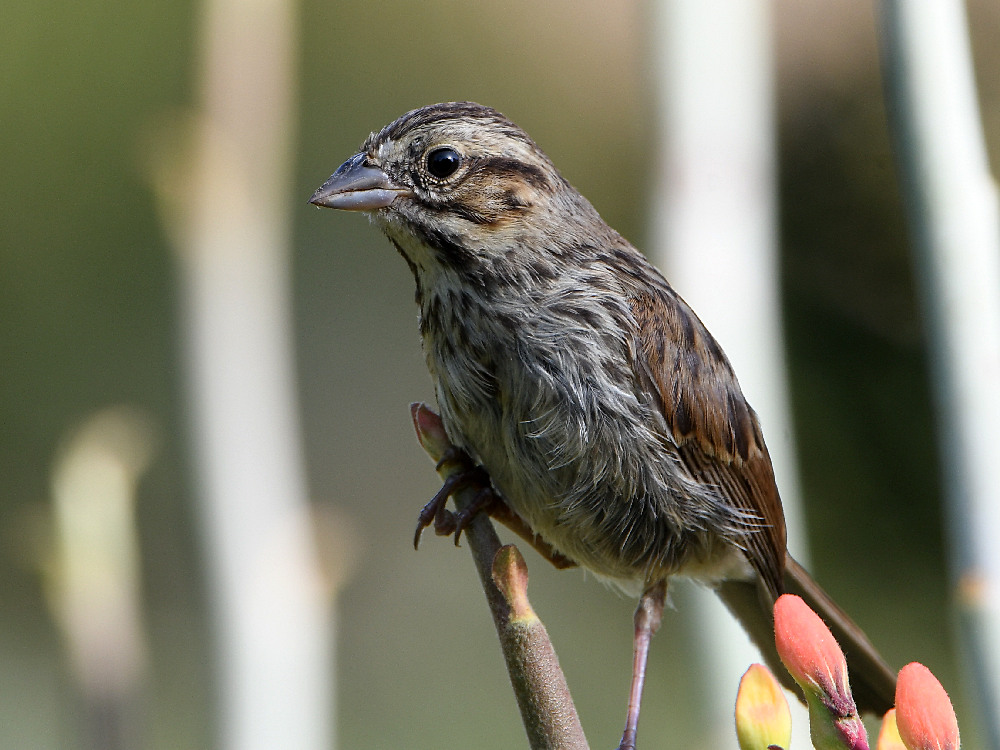 Sparrow.jpg