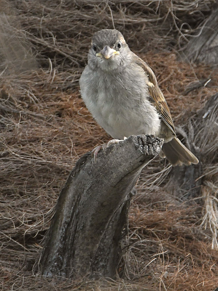 Sparrow.jpg