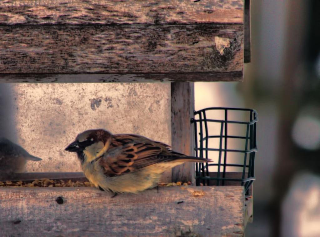 sparrow.jpg