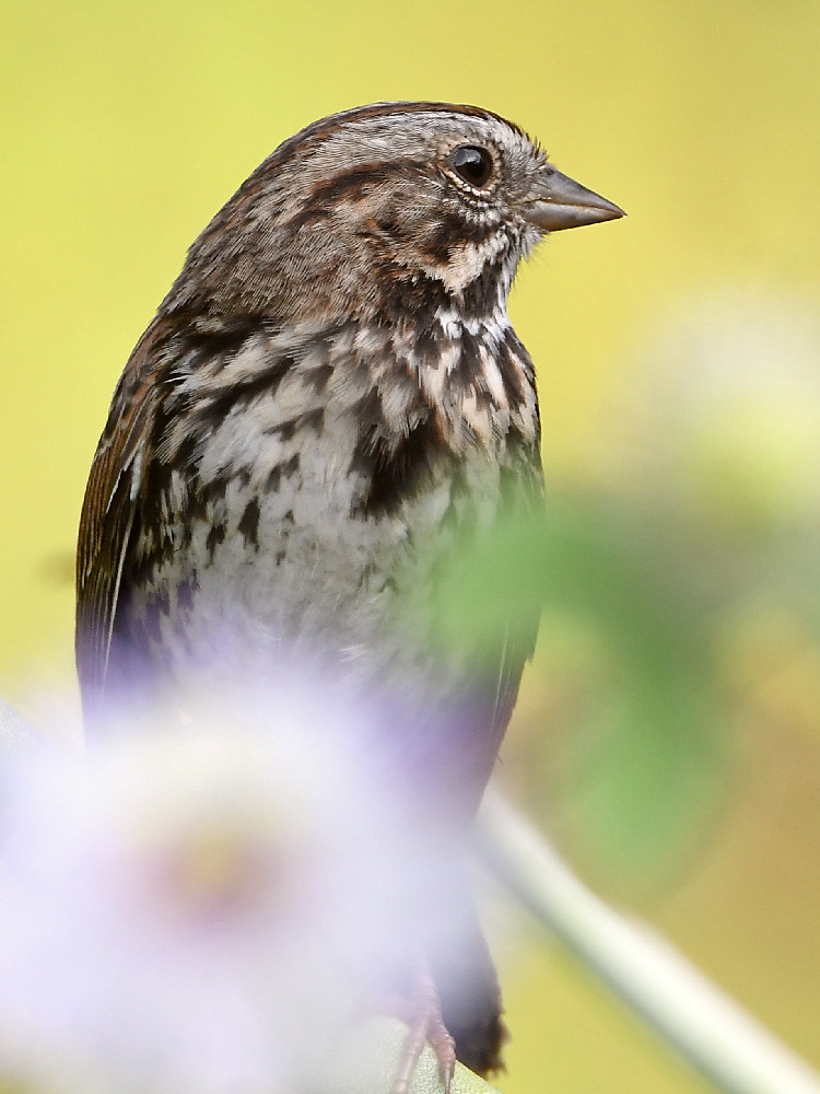 Sparrow.jpg