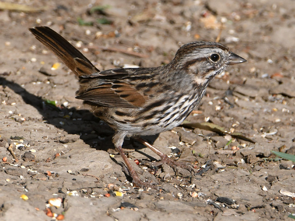 Sparrow.jpg