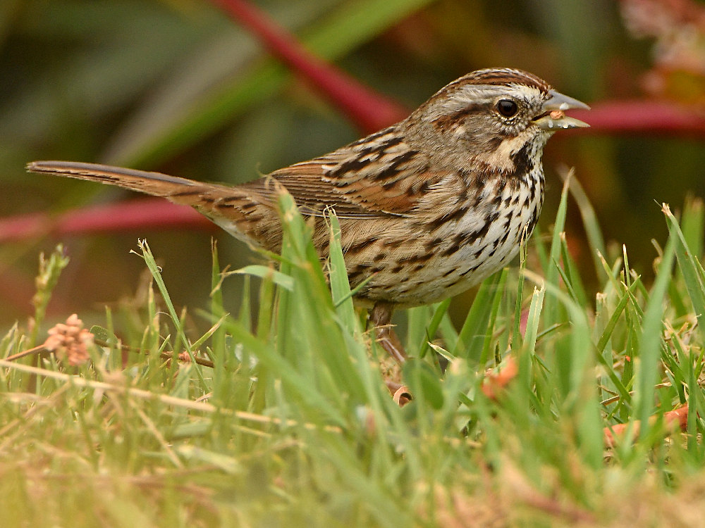 Sparrow.jpg