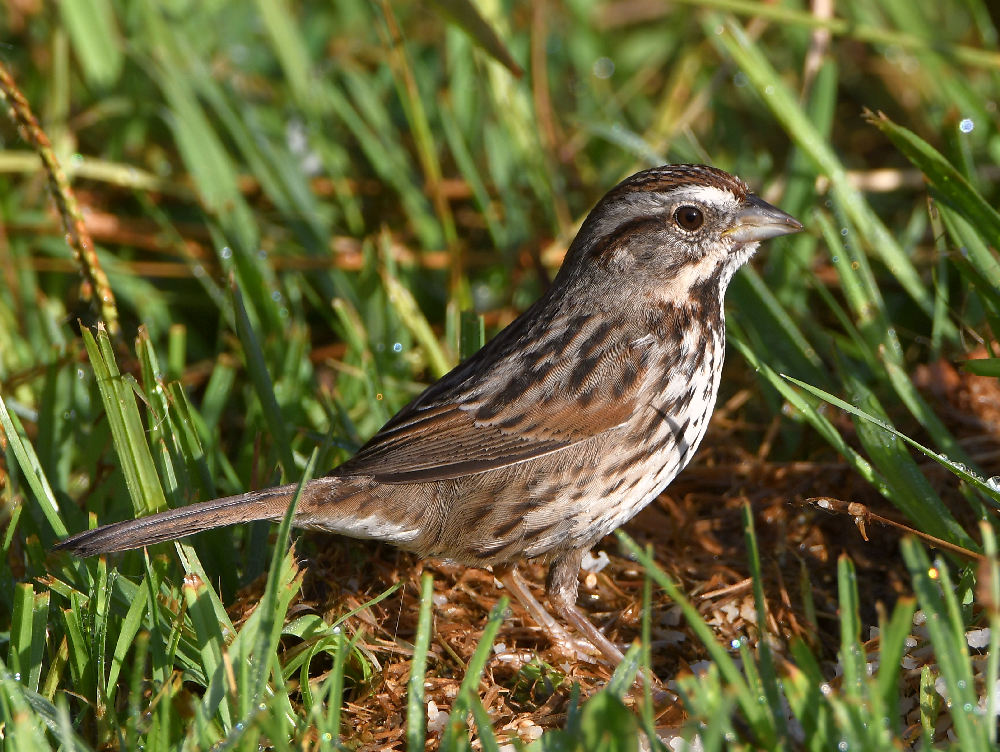 Sparrow.jpg