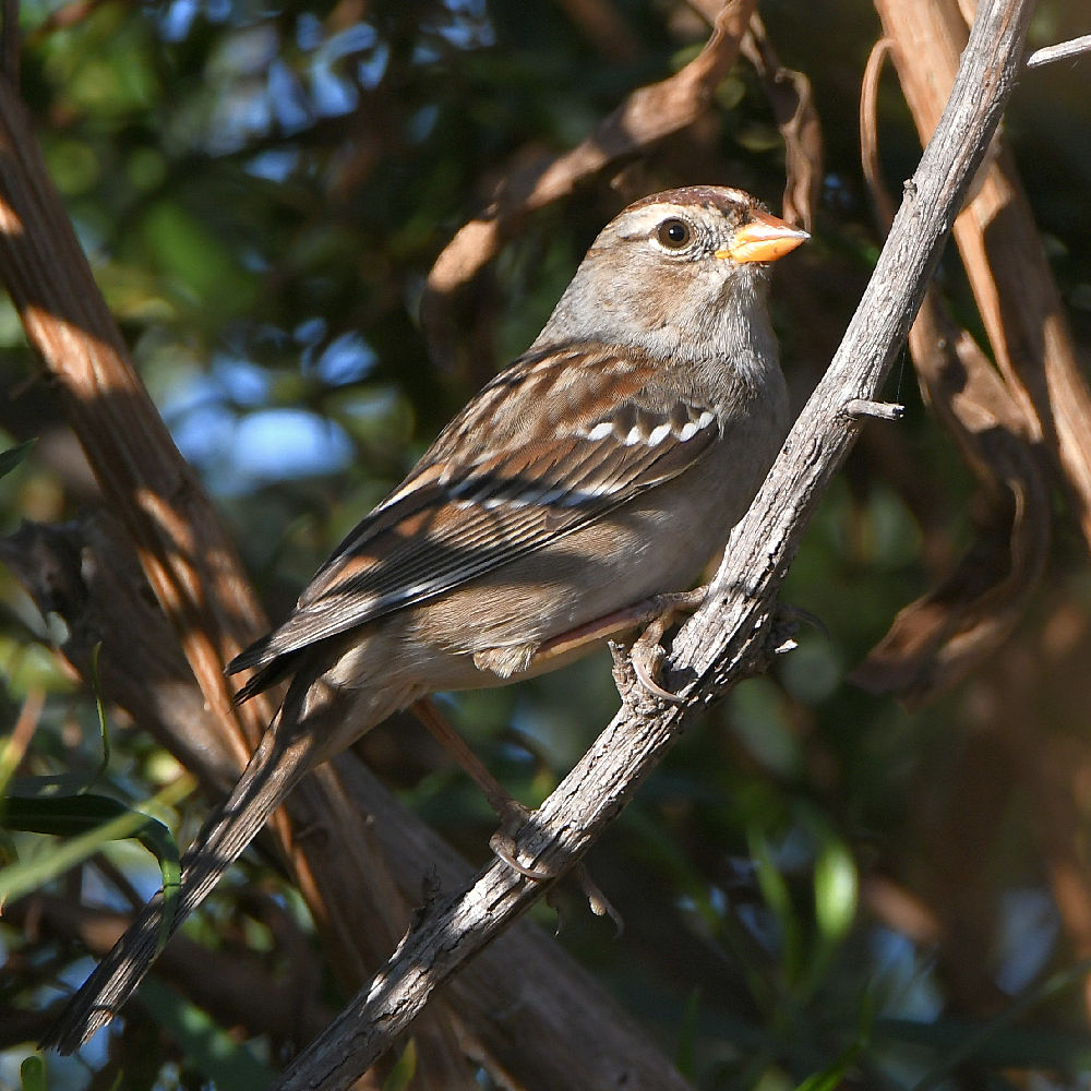 Sparrow.jpg
