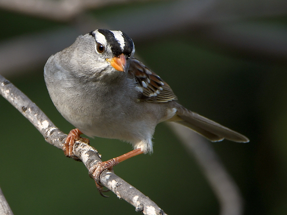 Sparrow.jpg