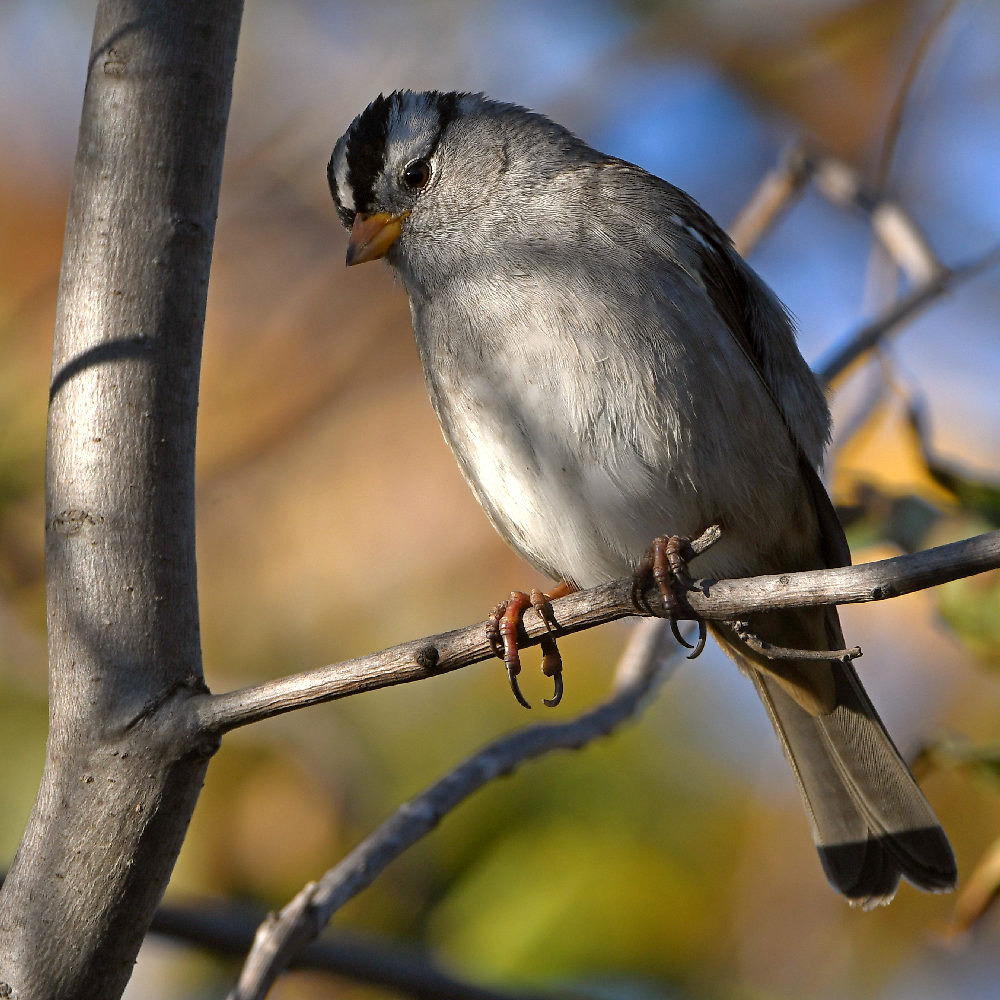 Sparrow.jpg
