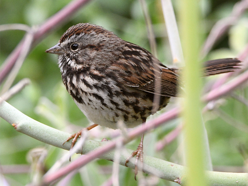 Sparrow.jpg