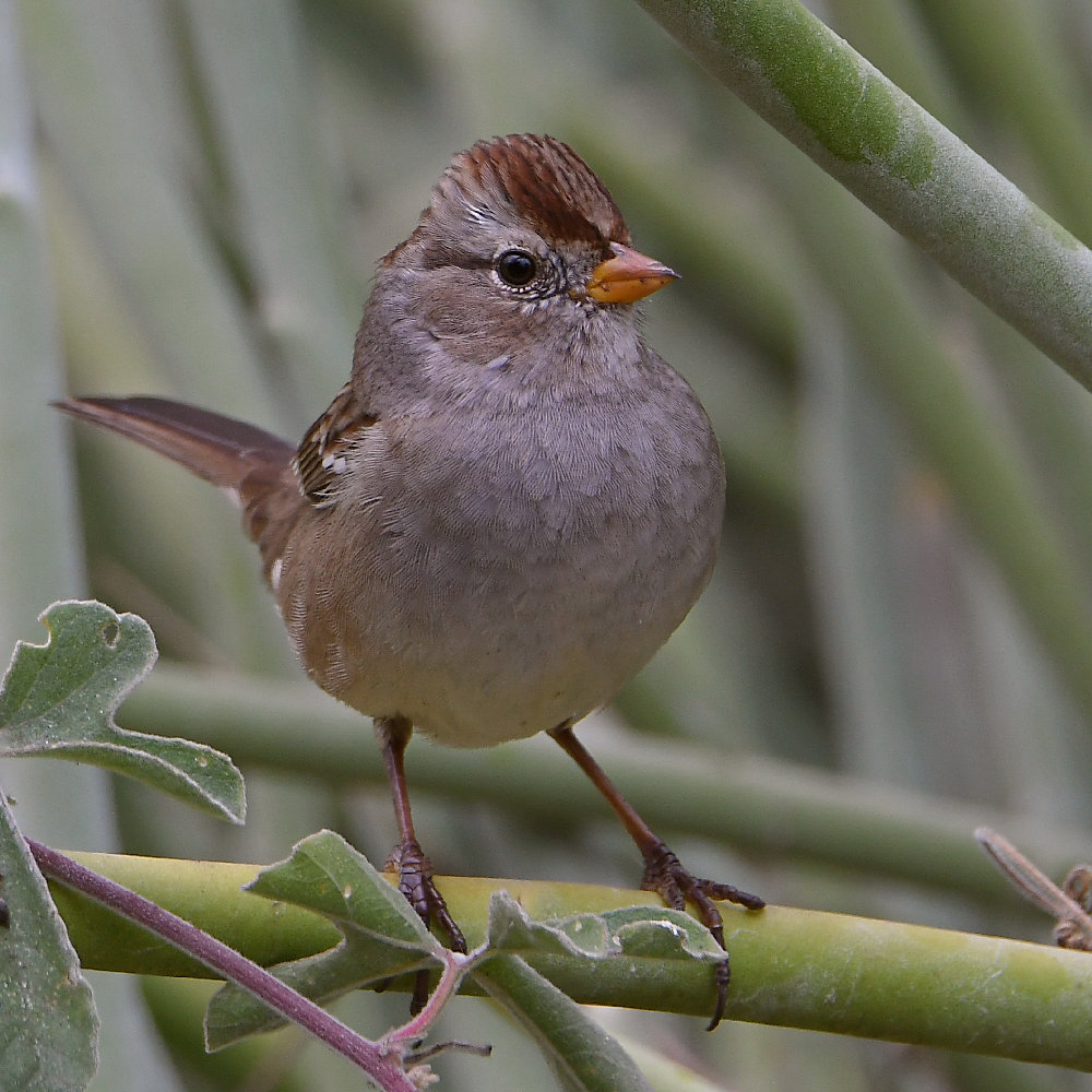 Sparrow.jpg