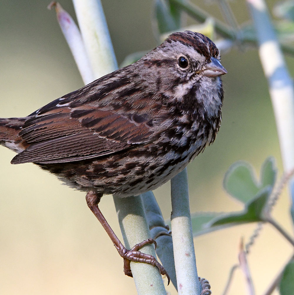 Sparrow.jpg
