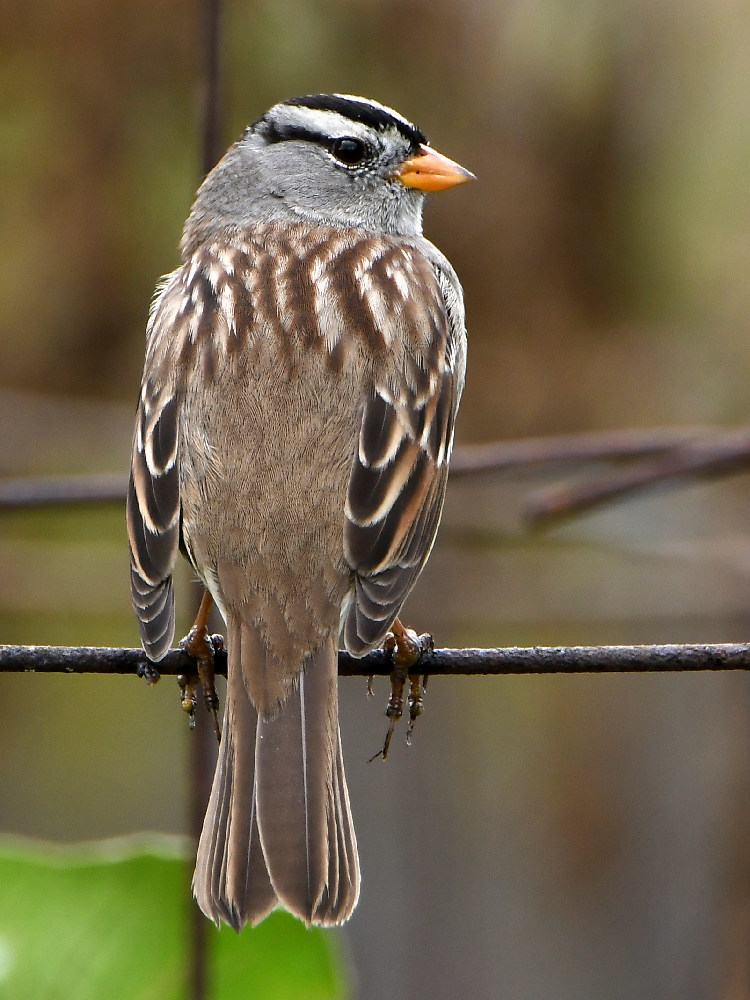 Sparrow.jpg