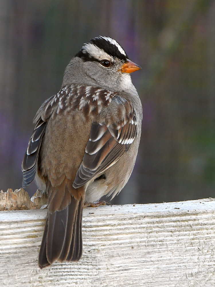 Sparrow.jpg