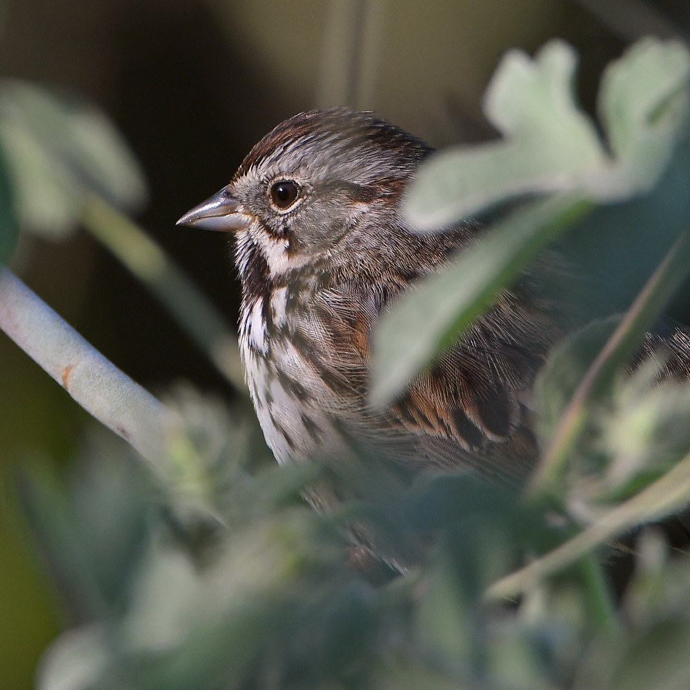Sparrow.jpg