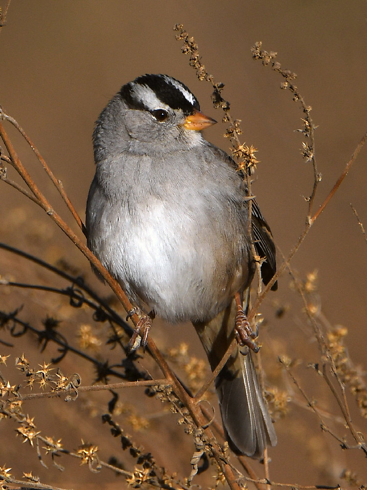 Sparrow.jpg