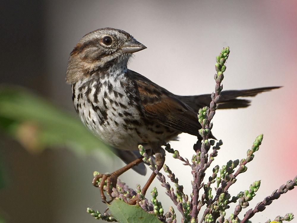 Sparrow.jpg