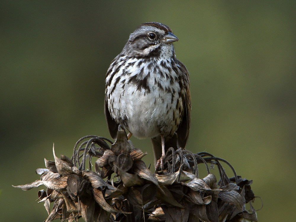 Sparrow.jpg