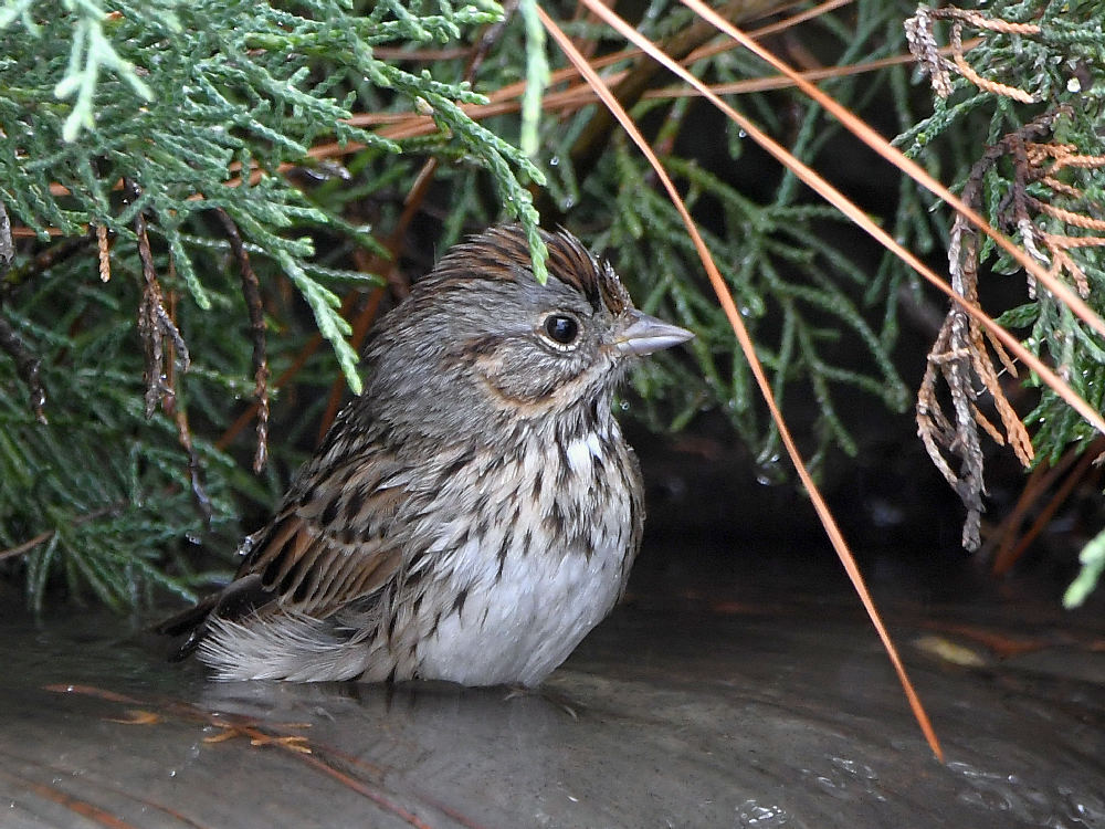 Sparrow.jpg