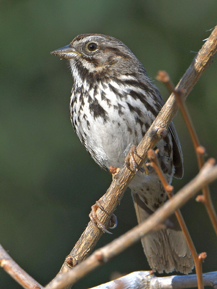Sparrow.jpg