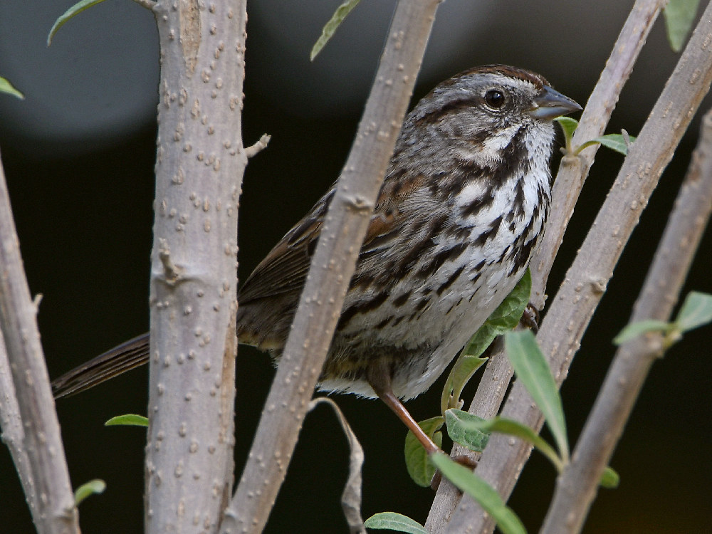 Sparrow.jpg