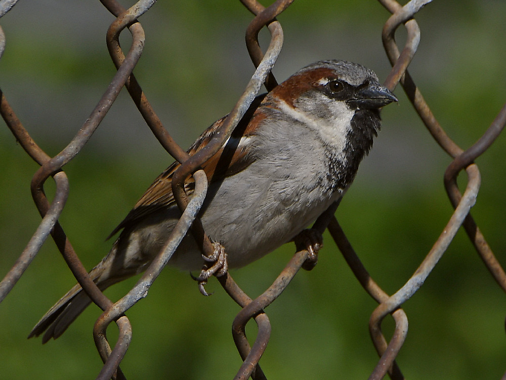 Sparrow.jpg
